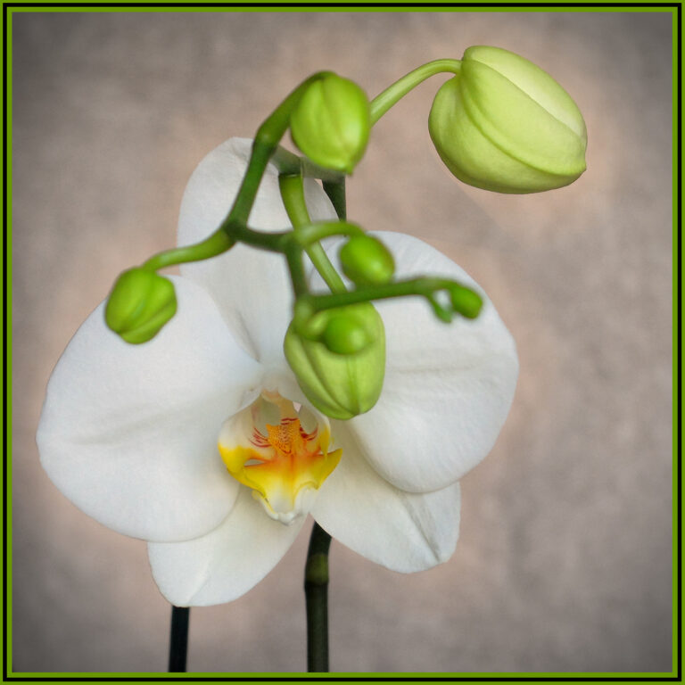 Kwiat białego storczyka z zielonymi pąkami. Perspektywa