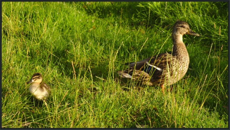 Kaczka i kaczątko w trawie