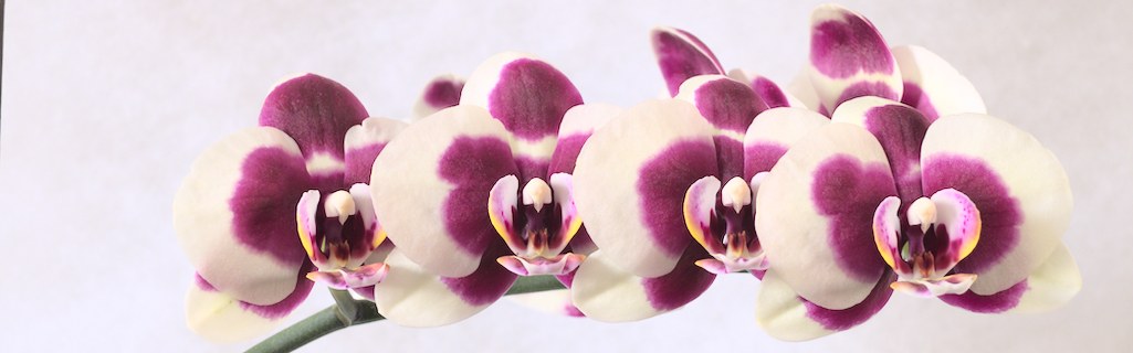 blog > milosc z perspektywy traumy